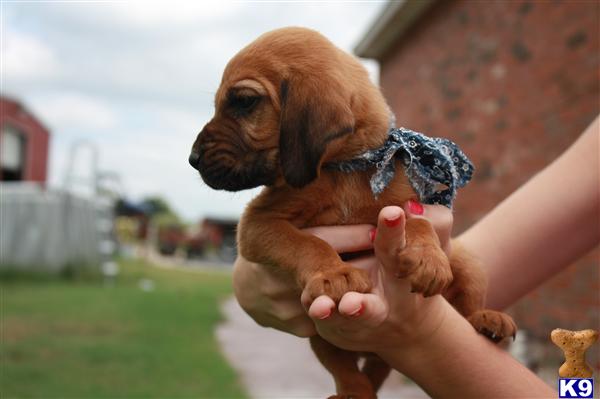 Red Bloodhound pup for sale