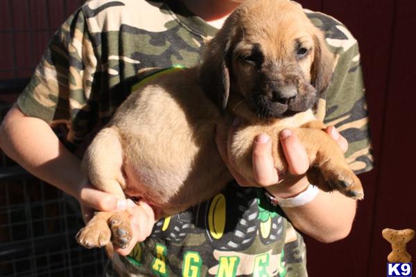 Beautiful Red AKC Bloodhound pup