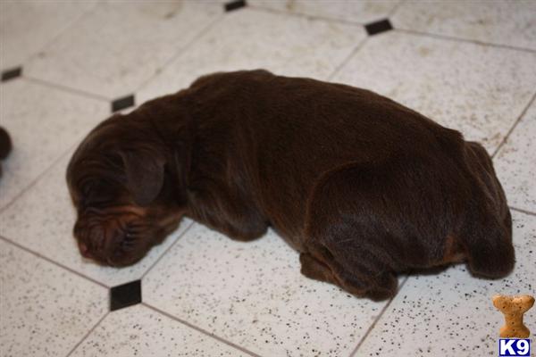 Beautiful Liver Bloodhound Pups