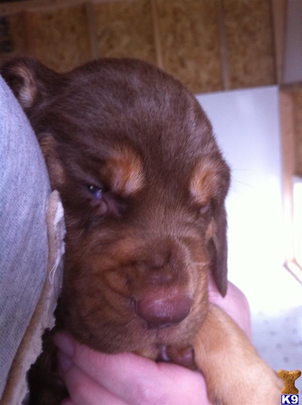 Liver  Tan AKC Bloodhound pups