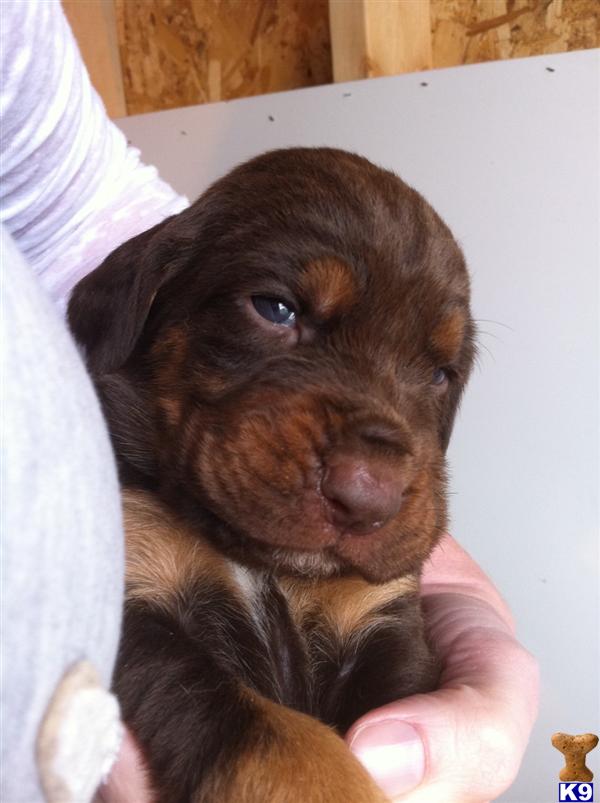 AKC Liver  Tan Bloodhound Pups