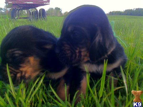 Black  Tan AKC Bloodhound