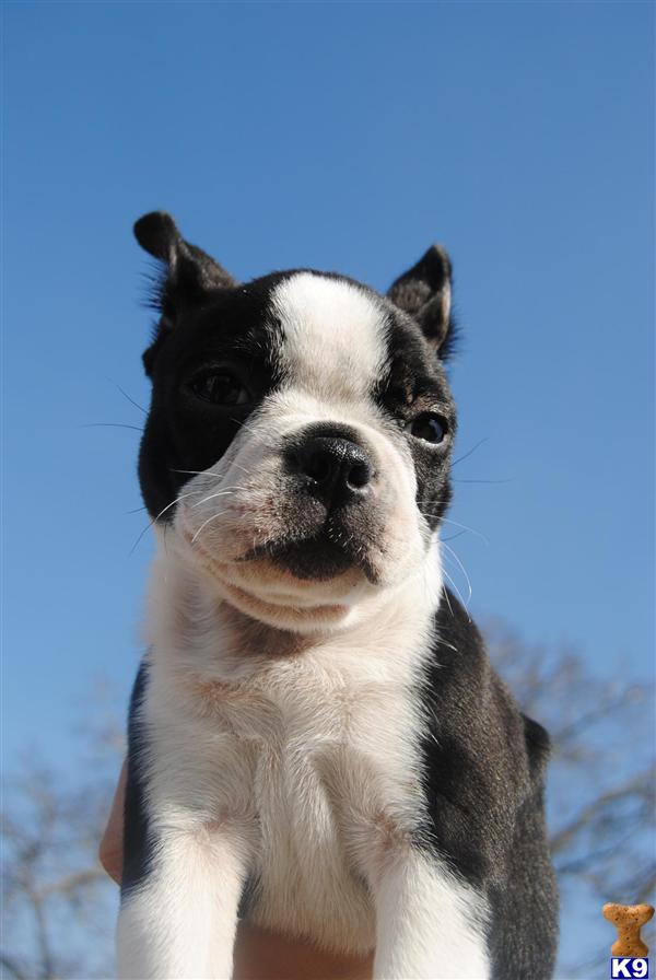 AKC Boston Terrier Pups