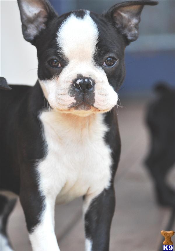 AKC Boston Terrier Pups