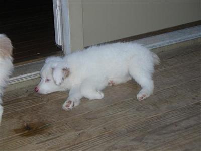 Mini aussie puppy