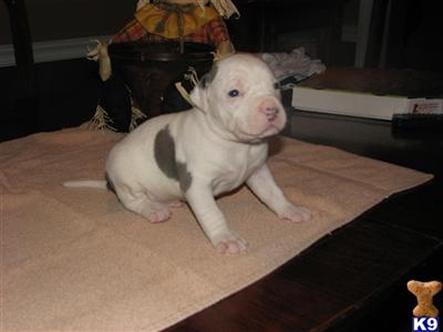 Blue Pit, great blood line ABKC, UKC