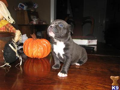 Blue Pit, great blood line ABKC, UKC