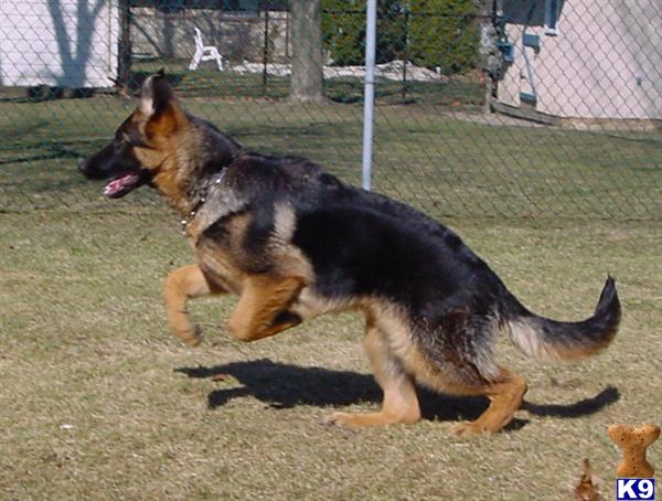 Von der Stadtrand German Shepherds Breeder Clayton Warichak