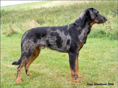 Czech z Lhotecke linie