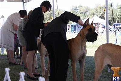 Italian Champion Sired - Titan von Haus Tiefenbach