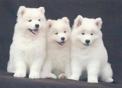 Stardan Samoyeds Upcoming Summer Litter