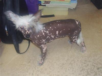 Chinese Crested Puppies Puff or Hairless