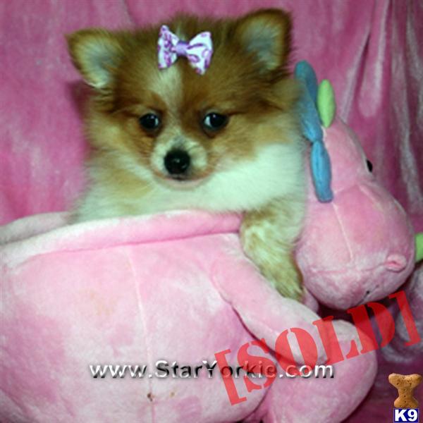 Dog Pomeranian For Sale In Glendale Ca Dog Pomeranian For Sale In Glendale Ca