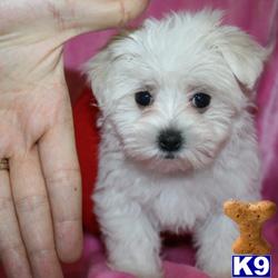 Tiny Teacup Puppies Available Now