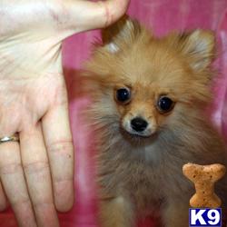 Tiny Teacup Puppies Available Now