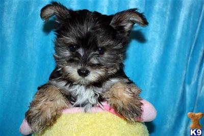 Tiny teacup Morkie Maltese  Yorkie mix puppy