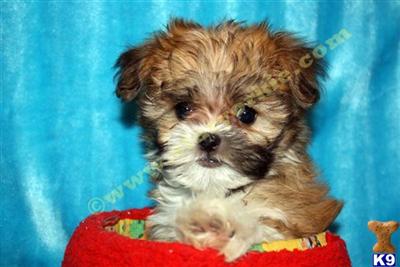 Tiny Teacup Maltipoo Puppies Available Now