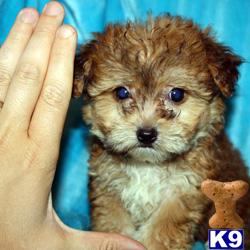 Sylvester Stallone - teacup Morkie Puppy