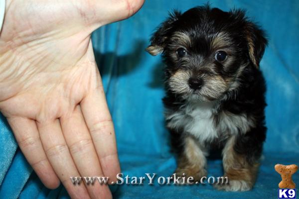 Tiny teacup Morkie Maltese  Yorkie mix puppy