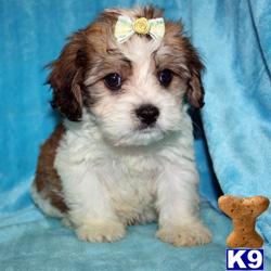 teacup havanese puppies for sale in illinois shorkie for sale san diego breeds picture teacup havanese puppies for sale in illinois shorkie for sale san diego breeds picture