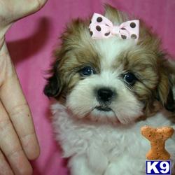 Teacup+shih+tzu+puppies+for+sale+uk