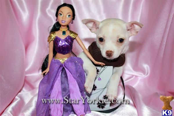 Teacup Chihuahua Puppy Available NOW in Los Angeles California