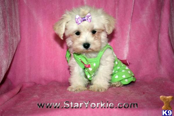 Mrs. Smith - Teacup Maltipoo Maltese-Poodle Puppy in Los Angeles 818- 757-7473