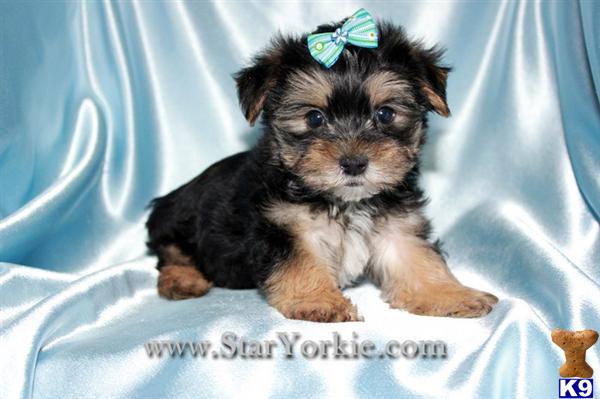 Teacup Morkie Maltese  Yorkie mix Puppies Available in Los Angeles 818- 757-7473