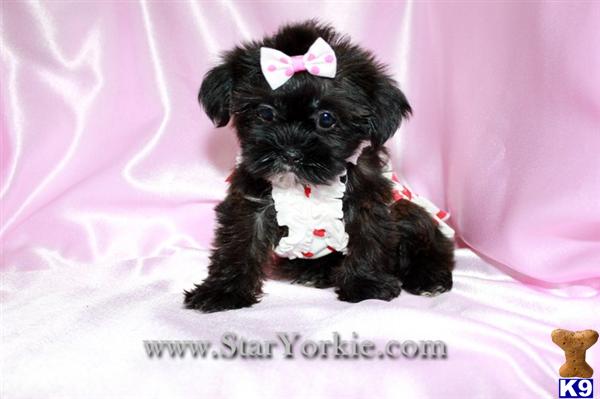 Teacup Yorkipoo Yorkie  Poodle mix Puppies Available NOW