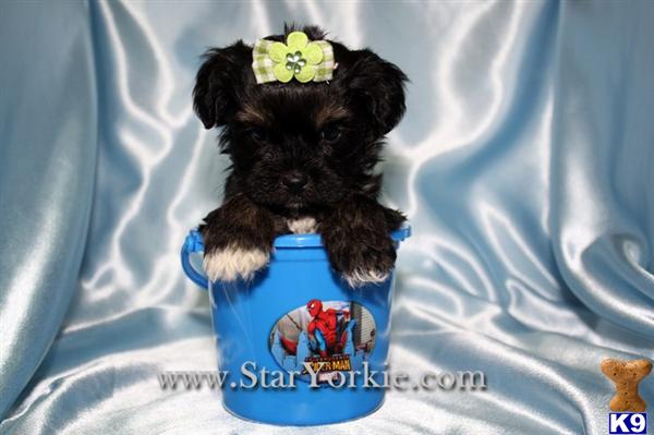 Teacup Morkie Maltese  Yorkie mix Puppies Available in San Jose, CA 95113