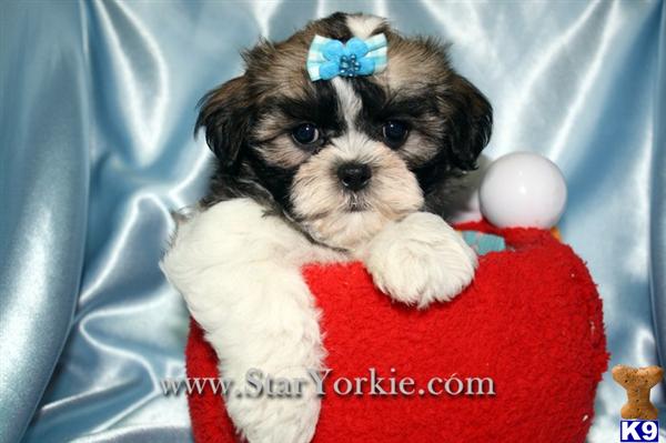 Toy Malshi Maltese  Shih-Tzu mix Puppies Available NOW around Sacramento, CA 95814