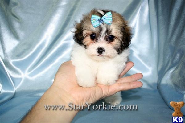 Male  Female Malshi Maltese  Shih-Tzu mix Puppies Available around Los Angeles, CA
