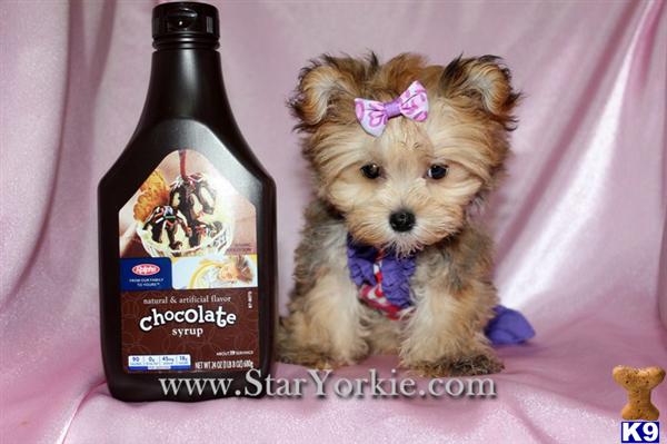yorkie pudding mix pin yorkie poodle maltese mix on yorkie pudding mix pin yorkie poodle maltese mix on