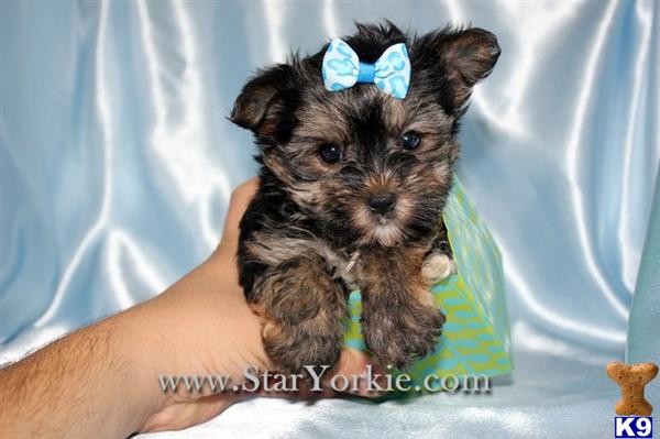 Teacup Morkie Maltese  Yorkie mix Puppies Available in Los Angeles 818- 757-7473