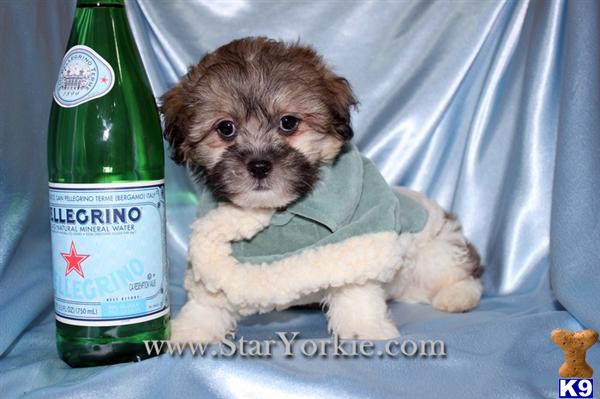 Toy Malshi Maltese  Shih-Tzu mix Puppies Available NOW around Sacramento, CA 95814