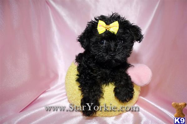 Teacup Yorkipoo Yorkie  Poodle mix Puppies Available NOW around Los Angeles, CA