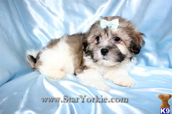 Toy Malshi Maltese  Shih-Tzu mix Puppies Available NOW around Laguna Beach, CA
