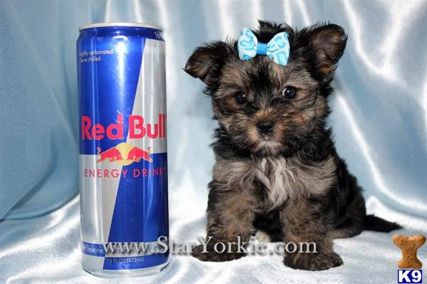 Tiny Teacup Morkie Maltese  Yorkie mix Puppies Available NOW by StarYorkie.com
