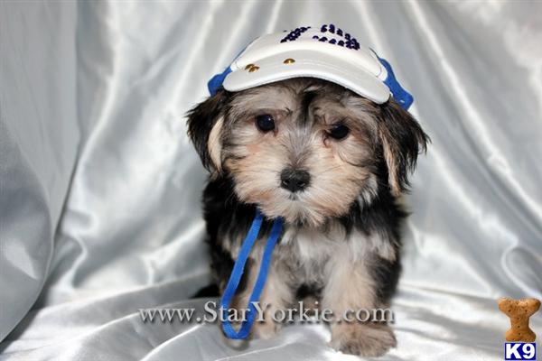 Tiny Male  Female Teacup Morkie Puppies Available in Woodland Hills, CA 91367