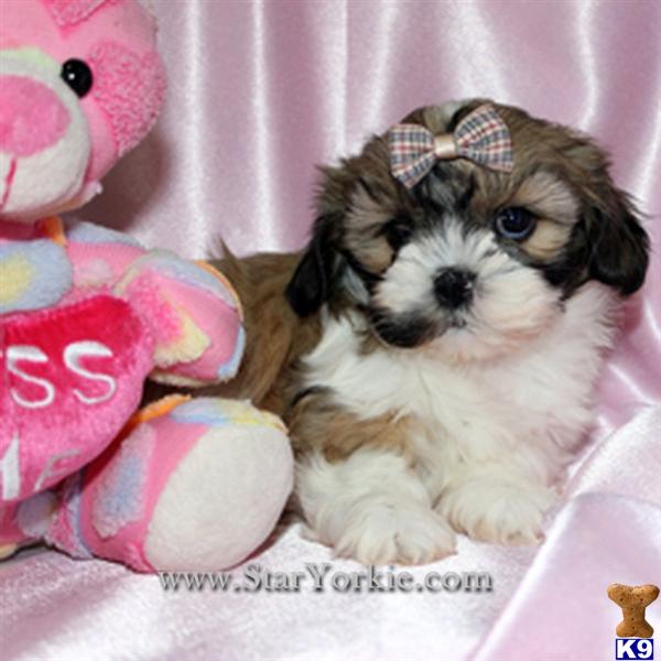 Teacup Shih Tzu Puppies by Star Yorkie Kennel