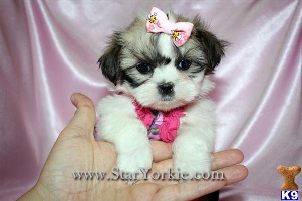 Tiny Teacup Shih-Tzus Available Now in California by www.StarYorkie.com