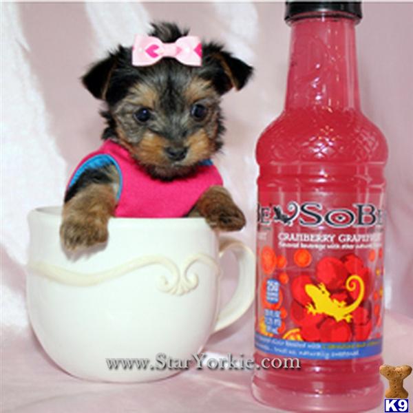 Tiny Teacup Maltese Puppies Available Now around Los Angeles, CA 92625