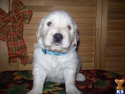 AKC Golden Ret. Puppies 