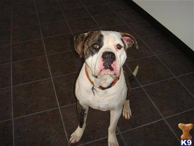 Otto