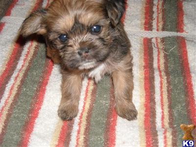Shorkies For Sale
