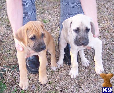 South African Mastiff Boerboel Puppies Arrival 
