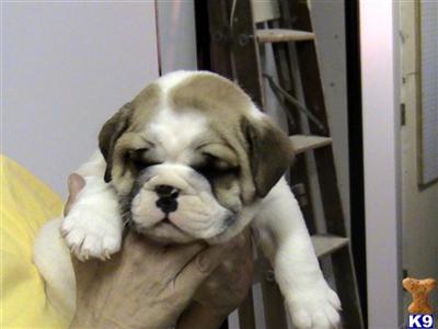N.B.A Regestered Old E Bulldogge Puppies