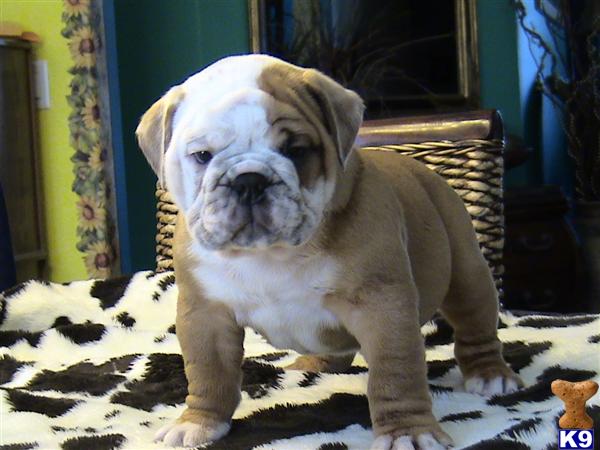  Olde English Bulldog Puppies
