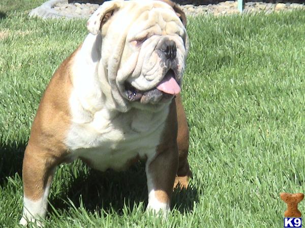 Olde English Bulldog pups