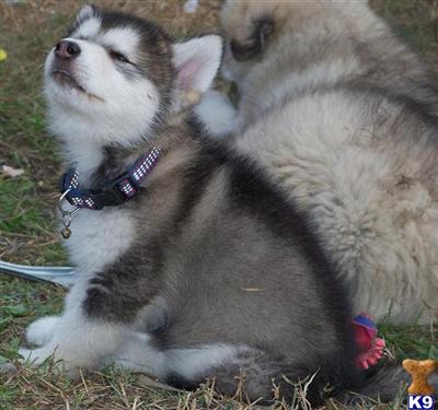 St Francis Malamutes